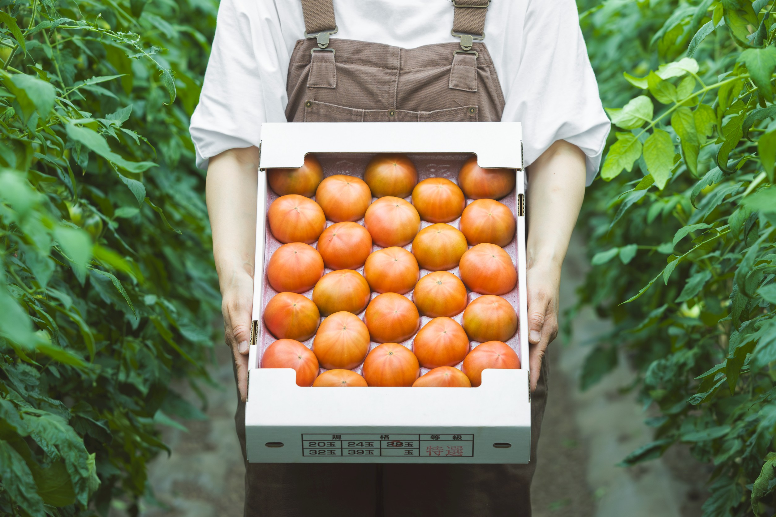北海道奈井江町産　特選　トマト4kg　正品