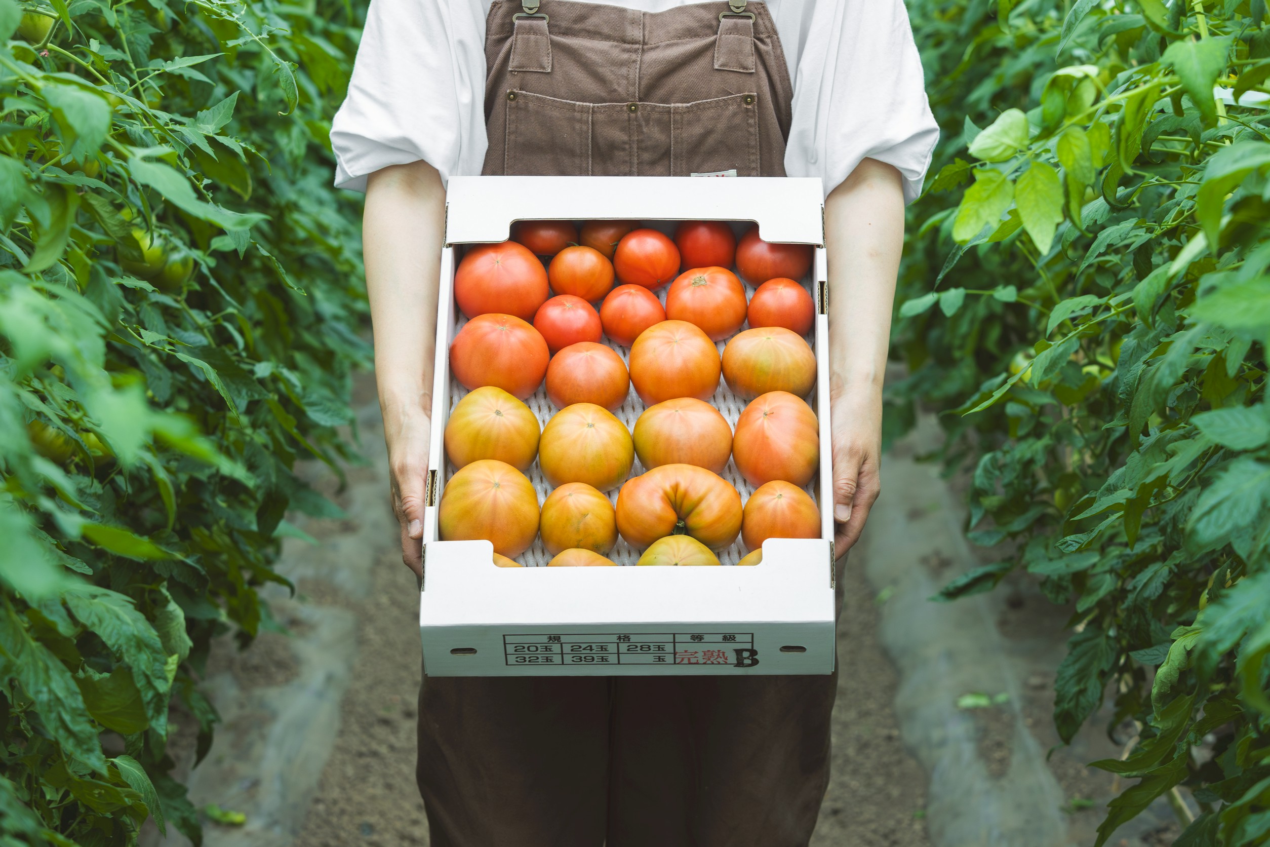 北海道奈井江町産　完熟　トマト4kg　規格外