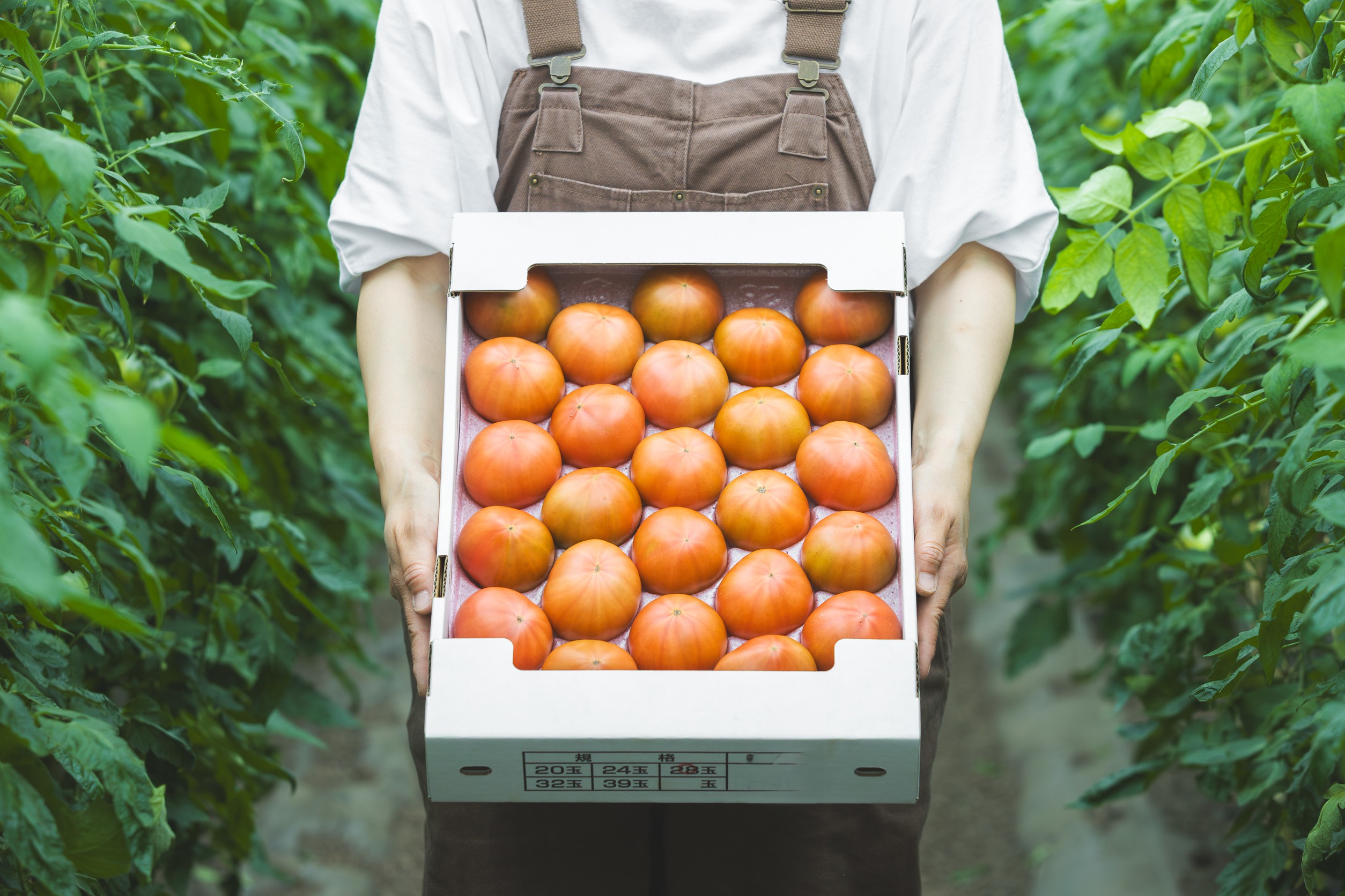 北海道奈井江町産　甘熟　トマト4kg　正品