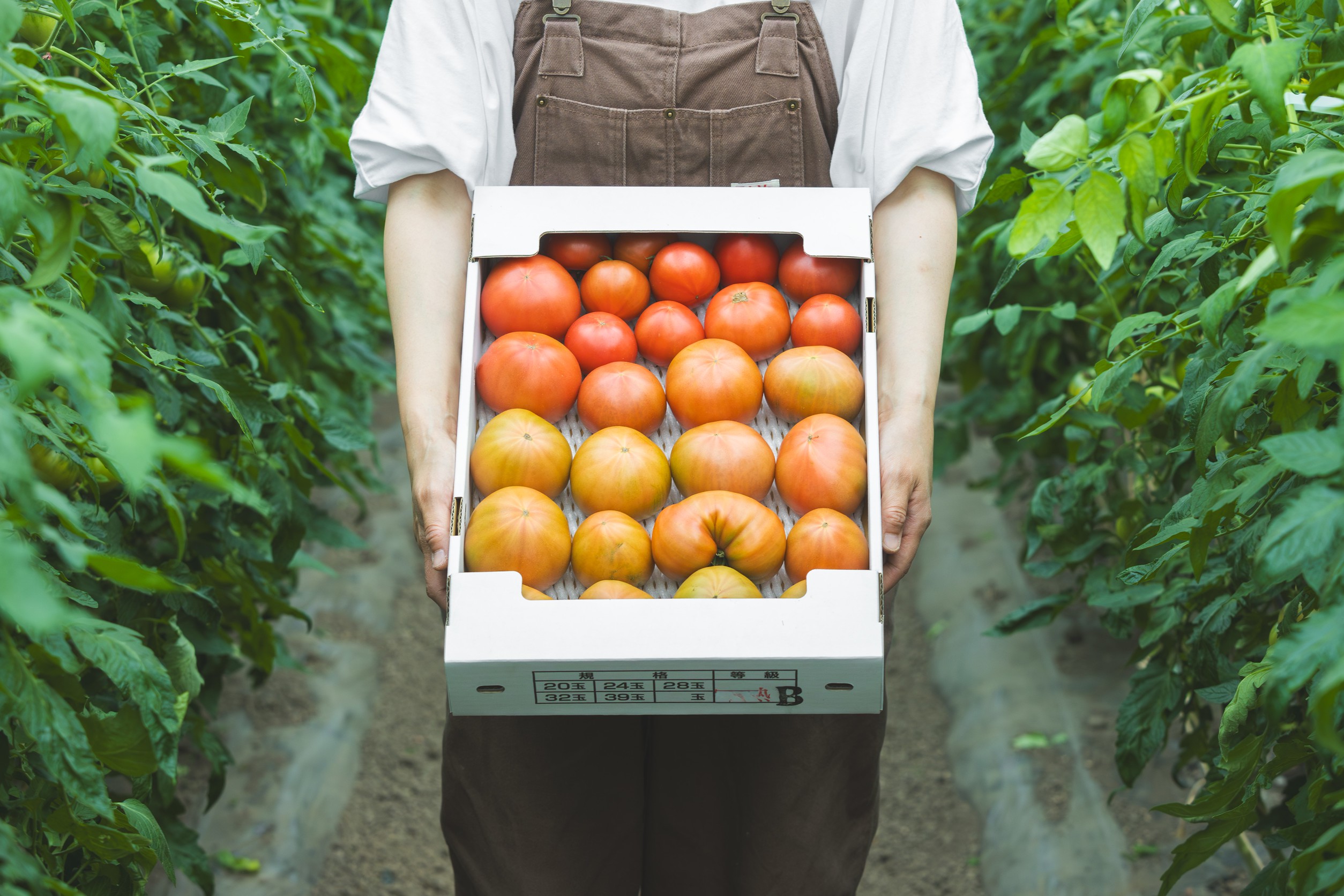 北海道奈井江町産　甘熟　トマト4kg　規格外