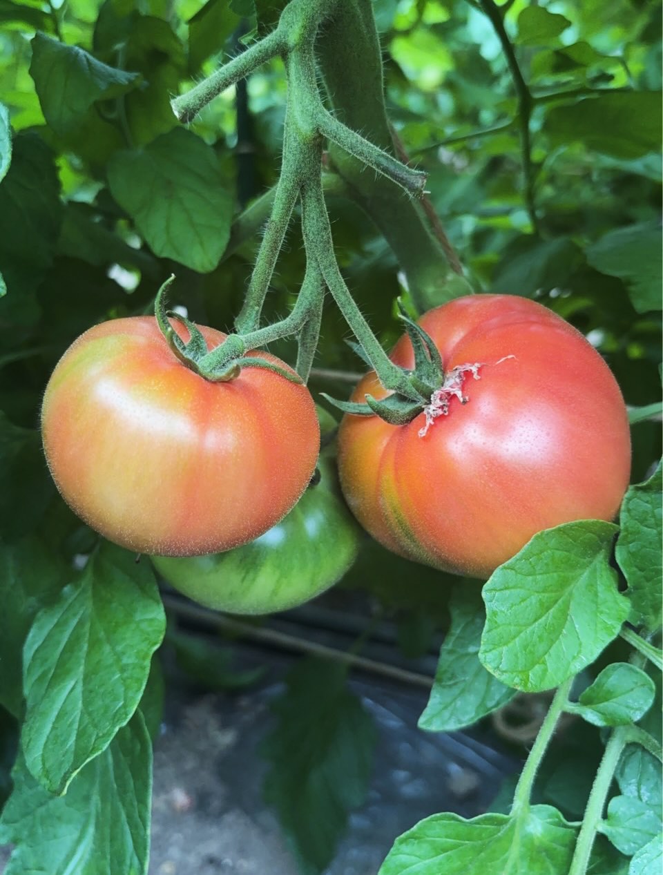 https://uesugi-farm.com